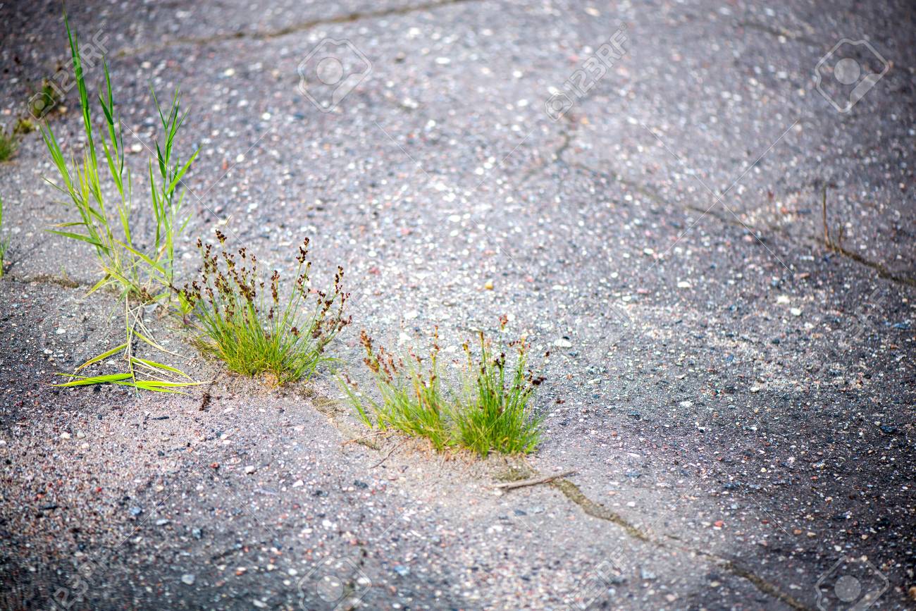 緑の草のクラスターは コンクリートと岩盤の亀裂 アスファルトからの成長を突破します 植物の緑の芽を不可能な方法になります 自然との戦いです 困難を開発 の写真素材 画像素材 Image 緑の草のクラスターは コンクリートと岩盤の亀裂 アスファルトからの成長を突破します 植物の緑の芽を不可能な方法になります 自然との戦いです 困難を開発 の写真素材 画像素材 Image