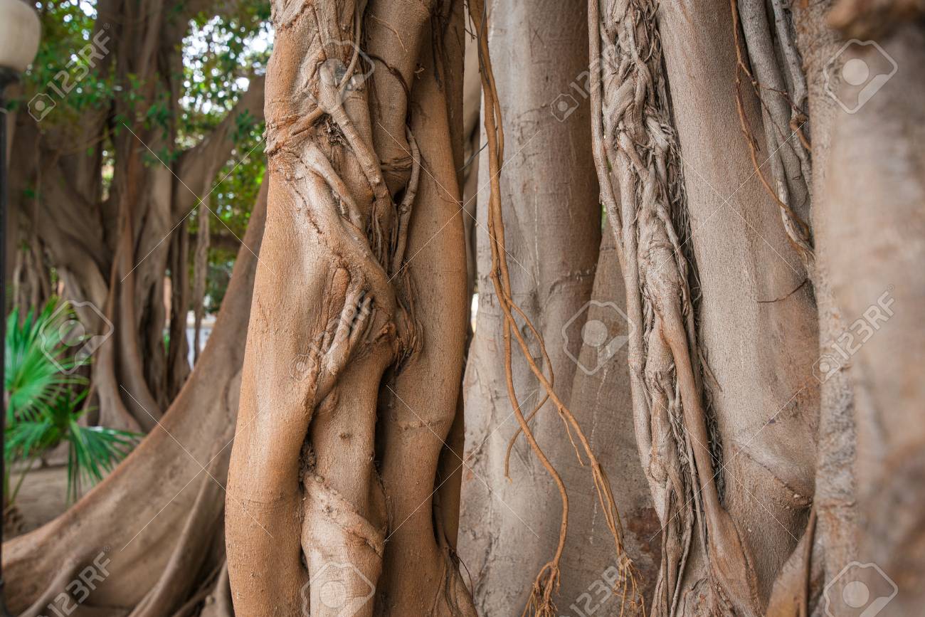 Large Moreton Bay Fig Tree Ficus Macrophylla In The Middle Stock Photo Picture And Royalty Free Image Image 100375594