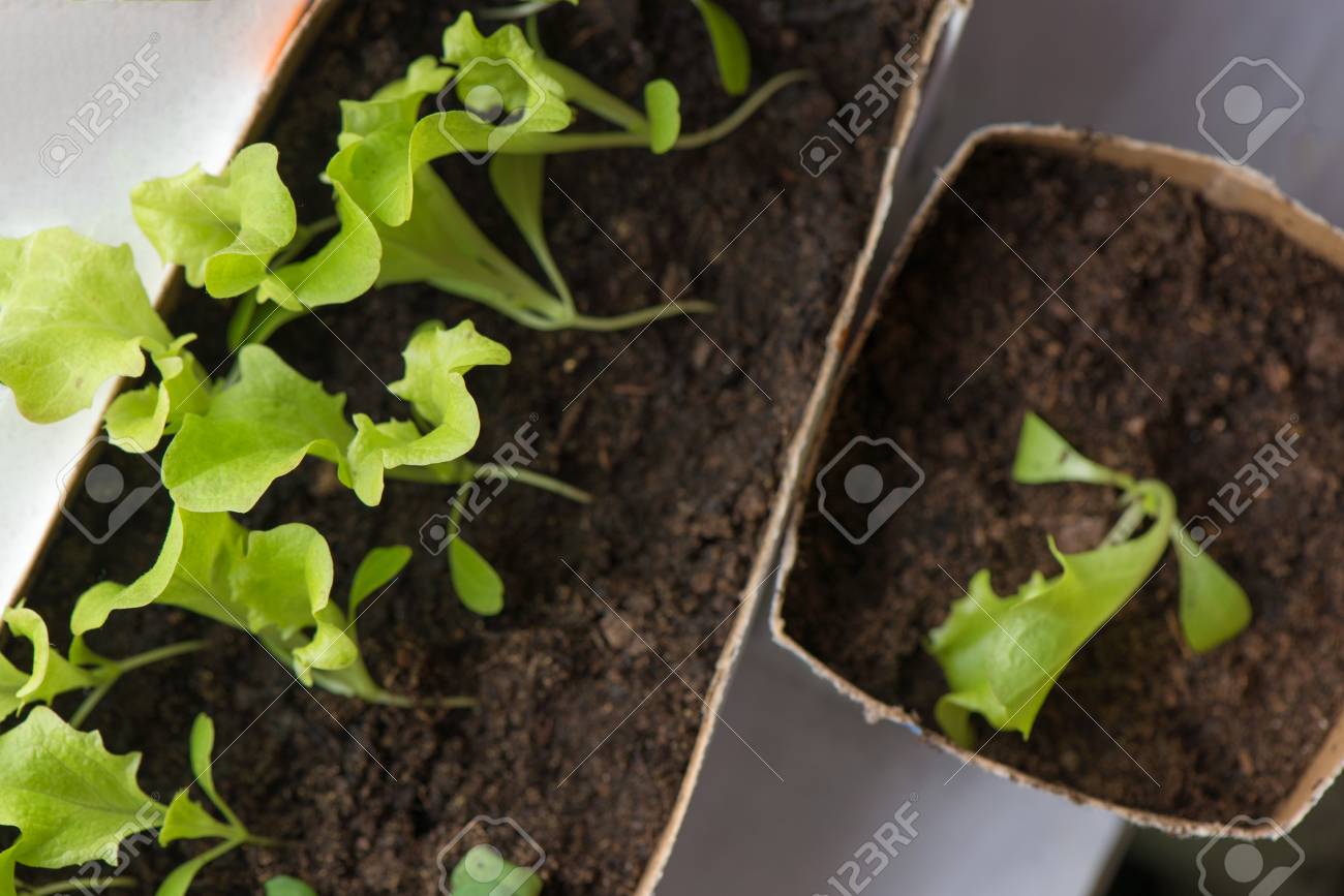 Seedlings Of Salad In Fertile Soil In Self Made Pot From Paper