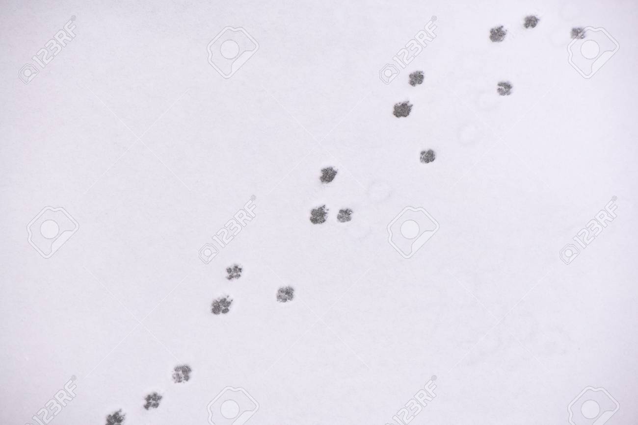 Traces Of Animals In Snow Deer Moose Wolf Fox Dog Cat Paws Stock Photo Picture And Royalty Free Image Image 113840455