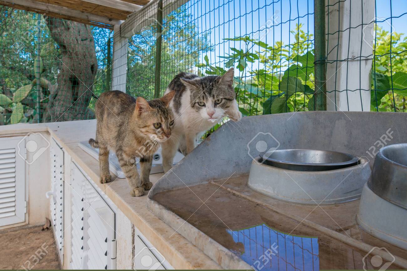Beautiful domestic cats sitting in garden terrace, waiting for food. Cat has been rescued from stray life and is recovering. Empty bowl next to kittys. Concept of poor living conditions - 119718681 Beautiful domestic cats sitting in garden terrace, waiting for food. Cat has been rescued from stray life and is recovering. Empty bowl next to kittys. Concept of poor living conditions - 119718681