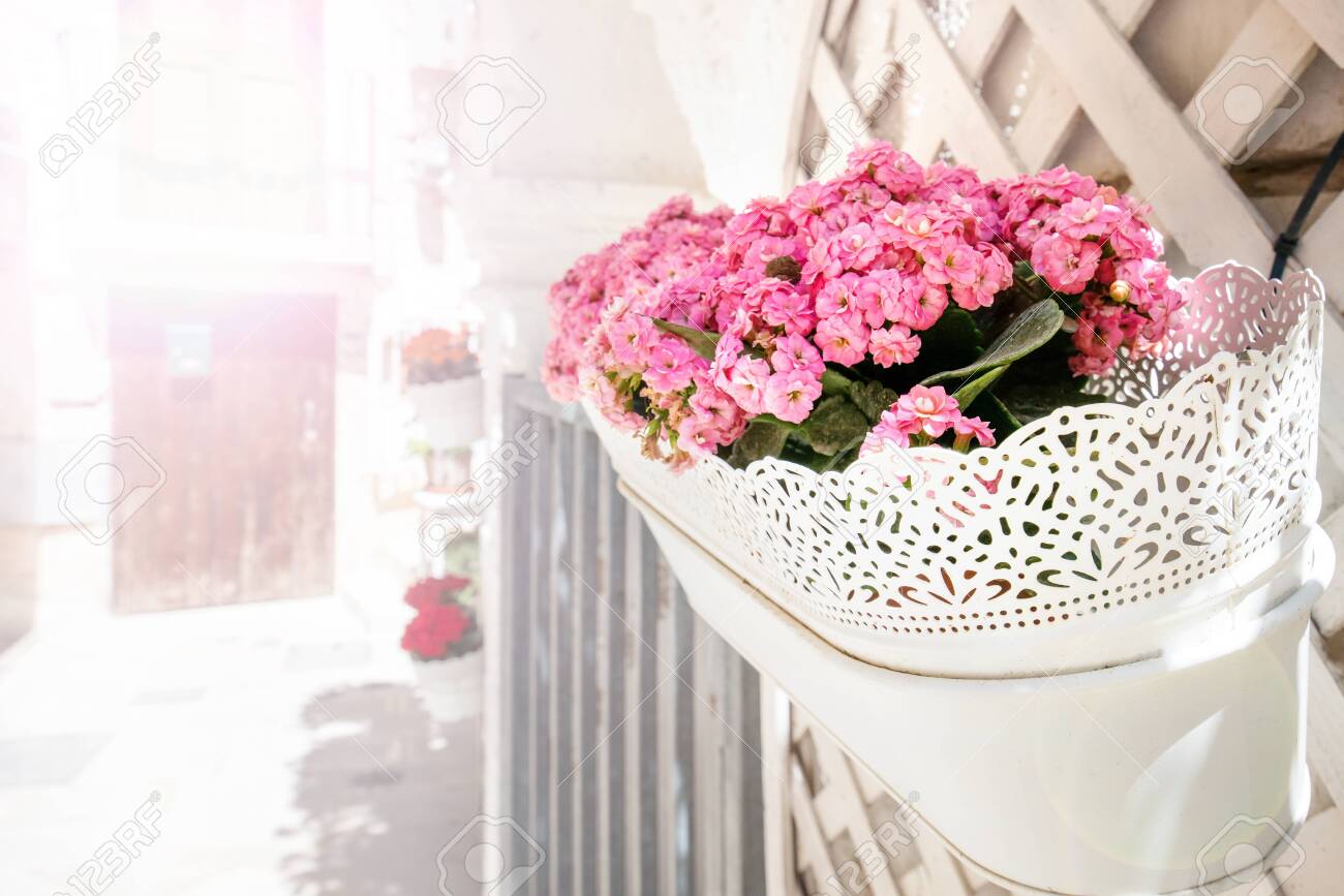 White, vintage flower pots with lace on the facade of the building. Pink blossoms in front of house, apartment or restaurant. Romantic morning in Italy - 119718684 White, vintage flower pots with lace on the facade of the building. Pink blossoms in front of house, apartment or restaurant. Romantic morning in Italy - 119718684