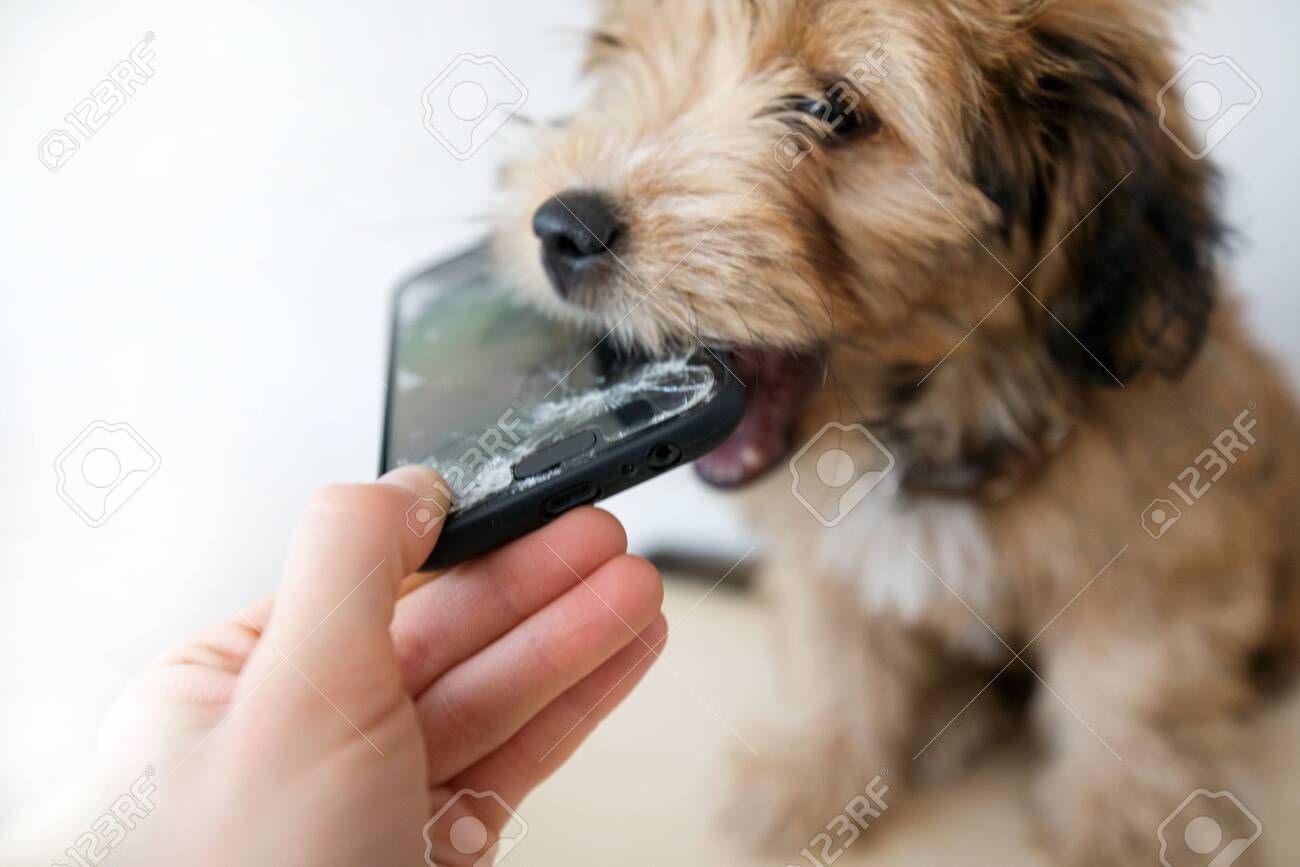 Broken and damaged smartphone with cracks on glass screen next to disobedient puppy. Accident. Dog has ruin and bitten the cell phone. Concept of warranty and lost smartphone - 119718791 Broken and damaged smartphone with cracks on glass screen next to disobedient puppy. Accident. Dog has ruin and bitten the cell phone. Concept of warranty and lost smartphone - 119718791