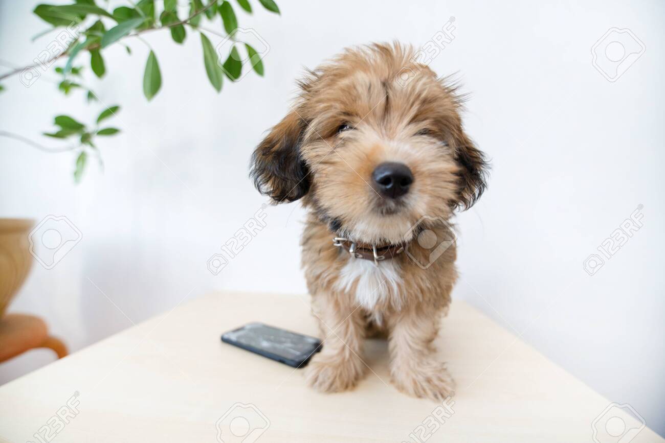 Broken and damaged smartphone with cracks on glass screen next to disobedient puppy. Accident. Dog has ruin and bitten the cell phone. Concept of warranty and lost smartphone - 119718797 Broken and damaged smartphone with cracks on glass screen next to disobedient puppy. Accident. Dog has ruin and bitten the cell phone. Concept of warranty and lost smartphone - 119718797