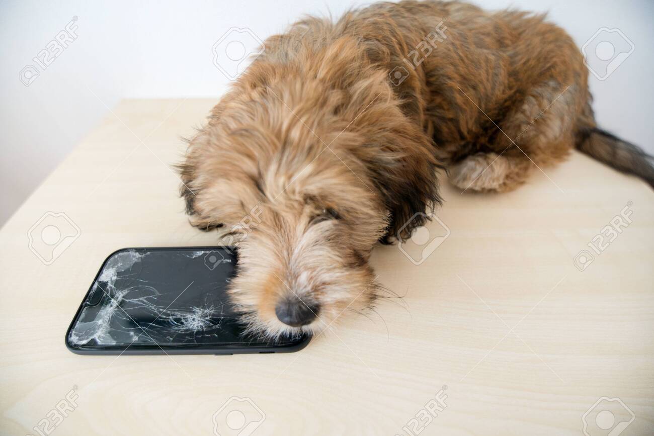 Broken and damaged smartphone with cracks on glass screen next to disobedient puppy. Accident. Dog has ruin and bitten the cell phone. Concept of warranty and lost smartphone - 119718802 Broken and damaged smartphone with cracks on glass screen next to disobedient puppy. Accident. Dog has ruin and bitten the cell phone. Concept of warranty and lost smartphone - 119718802