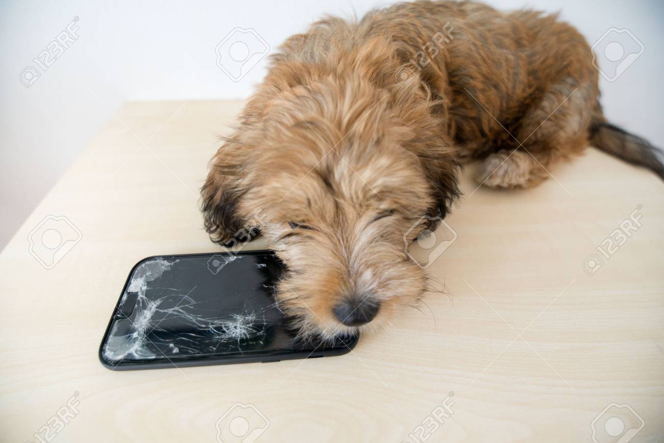 Broken and damaged smartphone with cracks on glass screen next to disobedient puppy. Accident. Dog has ruin and bitten the cell phone. Concept of warranty and lost smartphone - 119718813 Broken and damaged smartphone with cracks on glass screen next to disobedient puppy. Accident. Dog has ruin and bitten the cell phone. Concept of warranty and lost smartphone - 119718813