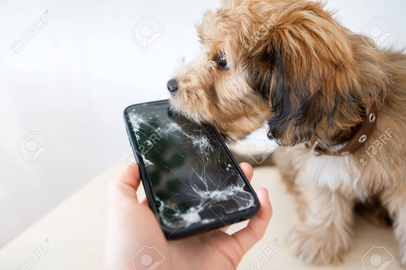 Broken and damaged smartphone with cracks on glass screen next to disobedient puppy. Accident. Dog has ruin and bitten the cell phone. Concept of warranty and lost smartphone - 119718816 Broken and damaged smartphone with cracks on glass screen next to disobedient puppy. Accident. Dog has ruin and bitten the cell phone. Concept of warranty and lost smartphone - 119718816