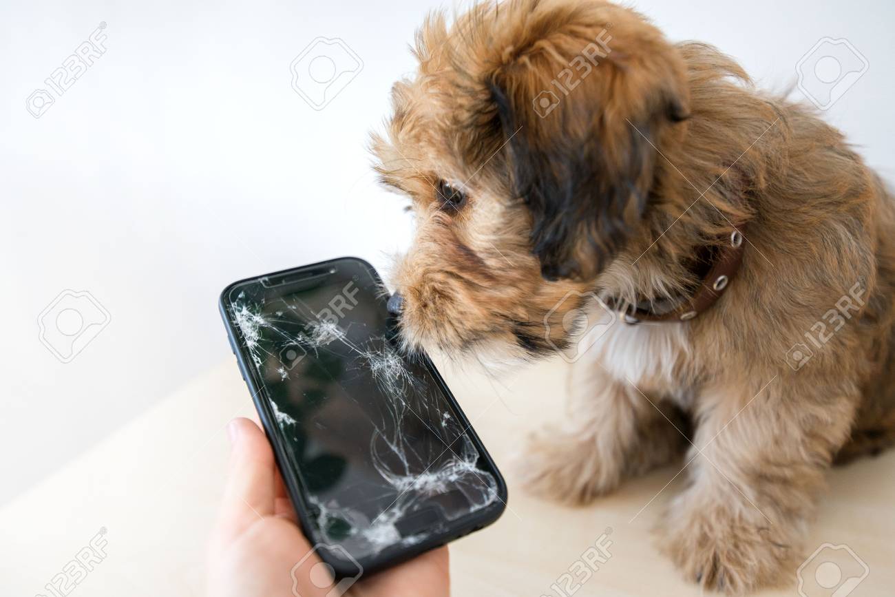 Broken and damaged smartphone with cracks on glass screen next to disobedient puppy. Accident. Dog has ruin and bitten the cell phone. Concept of warranty and lost smartphone - 119718819 Broken and damaged smartphone with cracks on glass screen next to disobedient puppy. Accident. Dog has ruin and bitten the cell phone. Concept of warranty and lost smartphone - 119718819