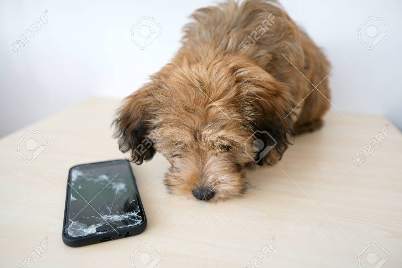 Broken and damaged smartphone with cracks on glass screen next to disobedient puppy. Accident. Dog has ruin and bitten the cell phone. Concept of warranty and lost smartphone - 119718820 Broken and damaged smartphone with cracks on glass screen next to disobedient puppy. Accident. Dog has ruin and bitten the cell phone. Concept of warranty and lost smartphone - 119718820