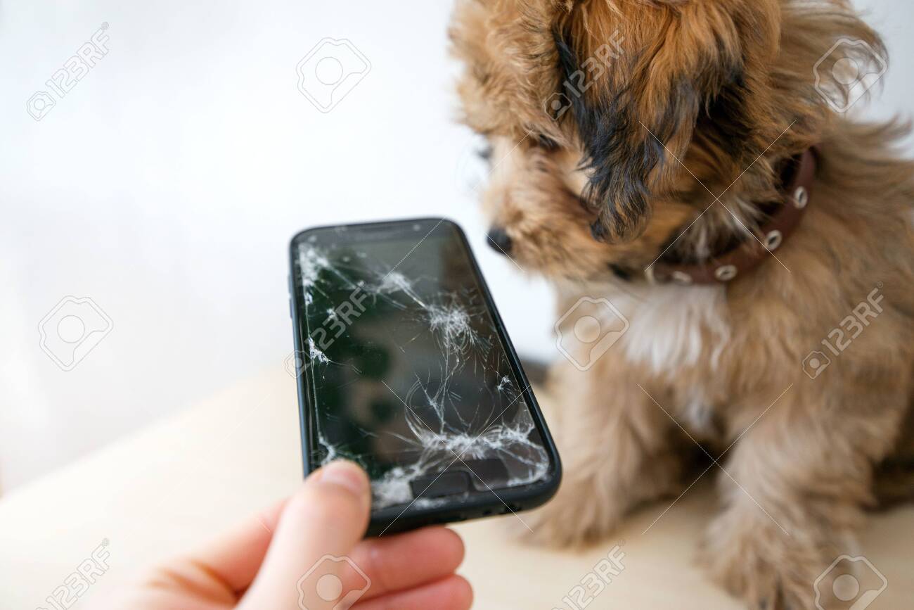 Broken and damaged smartphone with cracks on glass screen next to disobedient puppy. Accident. Dog has ruin and bitten the cell phone. Concept of warranty and lost smartphone - 119718826 Broken and damaged smartphone with cracks on glass screen next to disobedient puppy. Accident. Dog has ruin and bitten the cell phone. Concept of warranty and lost smartphone - 119718826