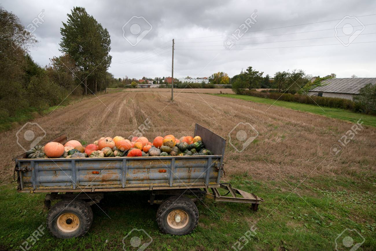 Trailer full of fresh pumpkins. Rich harvest in autumn or fall on farm in November. Beautiful, colorful autumn background. Preparing for Halloween. Delicious and healthy vegetables and fruits. - 119718835 Trailer full of fresh pumpkins. Rich harvest in autumn or fall on farm in November. Beautiful, colorful autumn background. Preparing for Halloween. Delicious and healthy vegetables and fruits. - 119718835