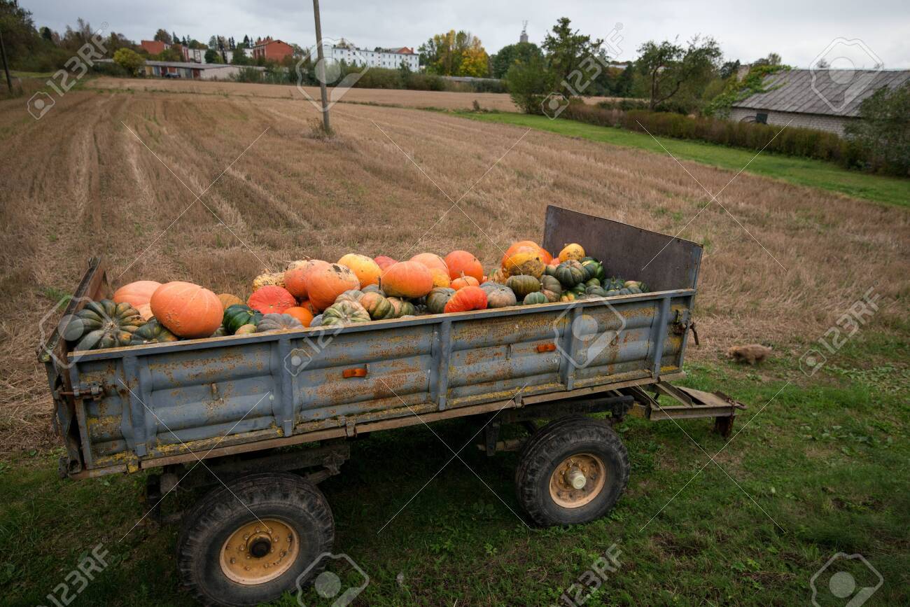 Trailer full of fresh pumpkins. Rich harvest in autumn or fall on farm in November. Beautiful, colorful autumn background. Preparing for Halloween. Delicious and healthy vegetables and fruits. - 119718836 Trailer full of fresh pumpkins. Rich harvest in autumn or fall on farm in November. Beautiful, colorful autumn background. Preparing for Halloween. Delicious and healthy vegetables and fruits. - 119718836