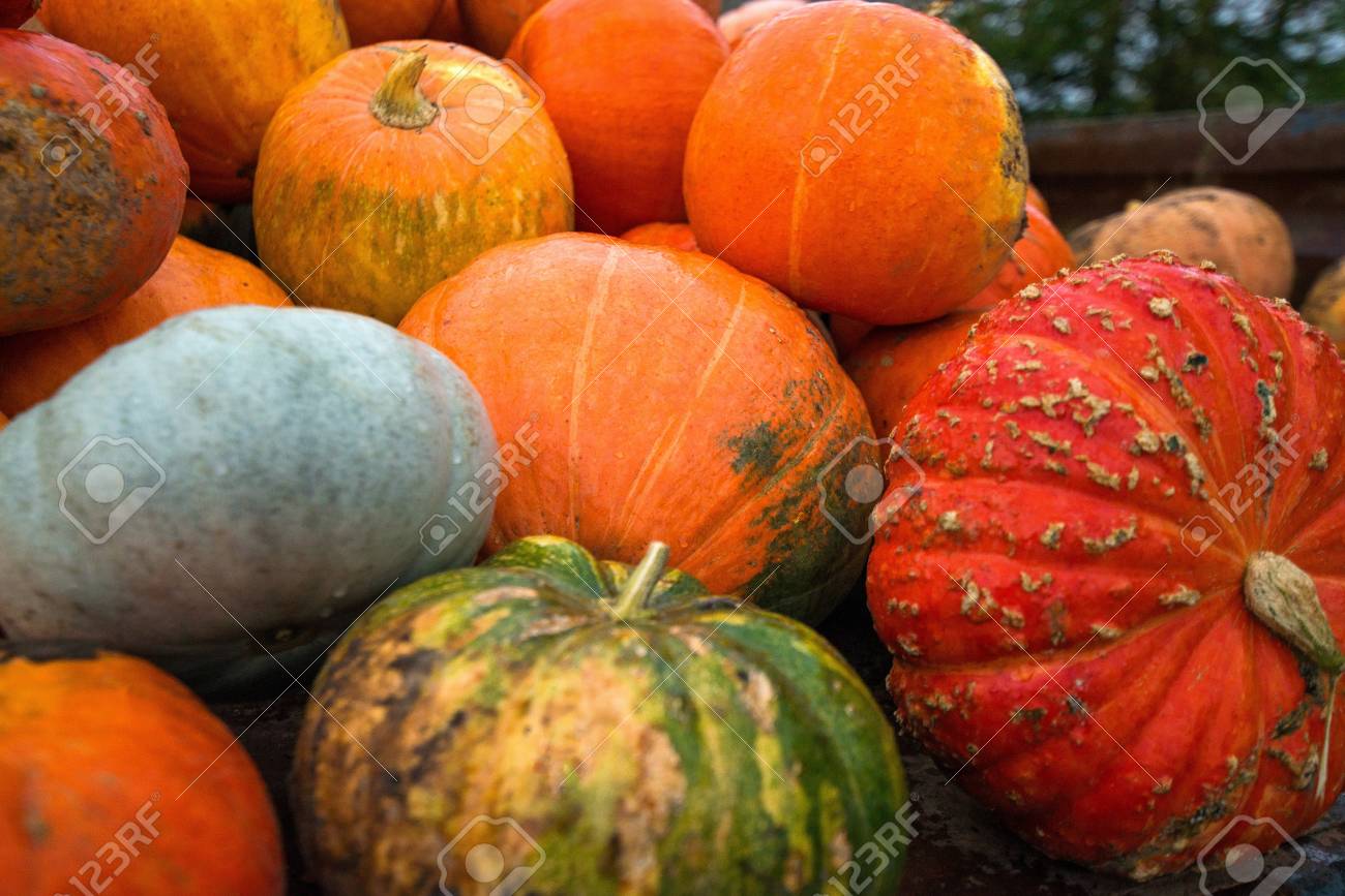 Trailer full of fresh pumpkins. Rich harvest in autumn or fall on farm in November. Beautiful, colorful autumn background. Preparing for Halloween. Delicious and healthy vegetables and fruits. - 119718838 Trailer full of fresh pumpkins. Rich harvest in autumn or fall on farm in November. Beautiful, colorful autumn background. Preparing for Halloween. Delicious and healthy vegetables and fruits. - 119718838
