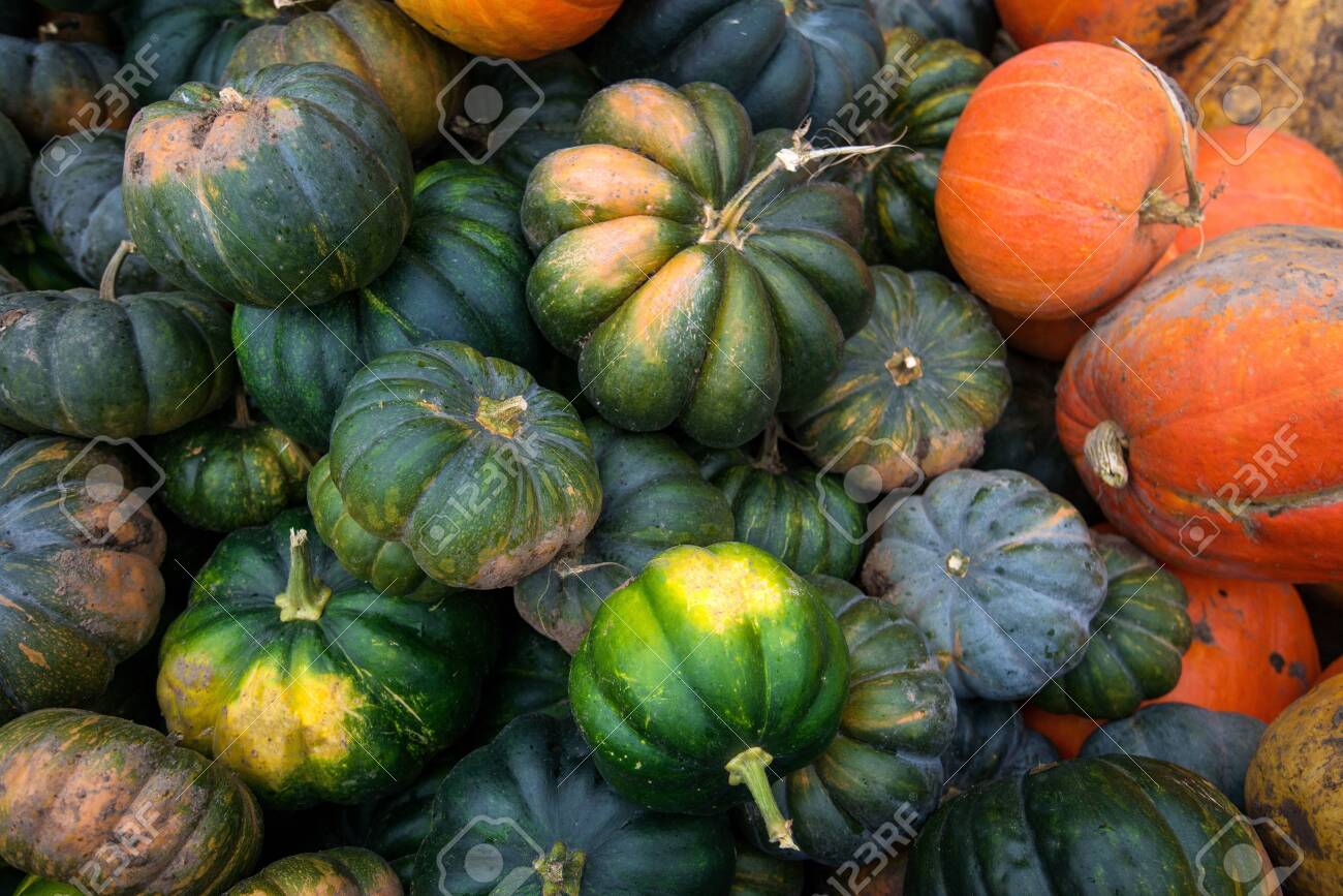 Trailer full of fresh pumpkins. Rich harvest in autumn or fall on farm in November. Beautiful, colorful autumn background. Preparing for Halloween. Delicious and healthy vegetables and fruits. - 119718903 Trailer full of fresh pumpkins. Rich harvest in autumn or fall on farm in November. Beautiful, colorful autumn background. Preparing for Halloween. Delicious and healthy vegetables and fruits. - 119718903