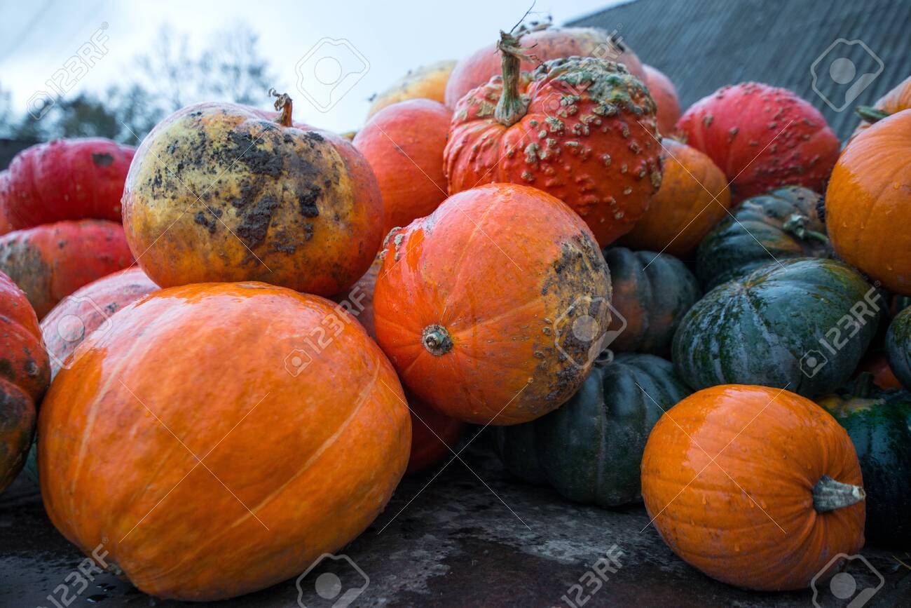 Trailer full of fresh pumpkins. Rich harvest in autumn or fall on farm in November. Beautiful, colorful autumn background. Preparing for Halloween. Delicious and healthy vegetables and fruits. - 119718932 Trailer full of fresh pumpkins. Rich harvest in autumn or fall on farm in November. Beautiful, colorful autumn background. Preparing for Halloween. Delicious and healthy vegetables and fruits. - 119718932