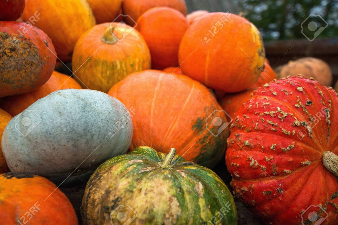 Trailer full of fresh pumpkins. Rich harvest in autumn or fall on farm in November. Beautiful, colorful autumn background. Preparing for Halloween. Delicious and healthy vegetables and fruits. - 119718935 Trailer full of fresh pumpkins. Rich harvest in autumn or fall on farm in November. Beautiful, colorful autumn background. Preparing for Halloween. Delicious and healthy vegetables and fruits. - 119718935