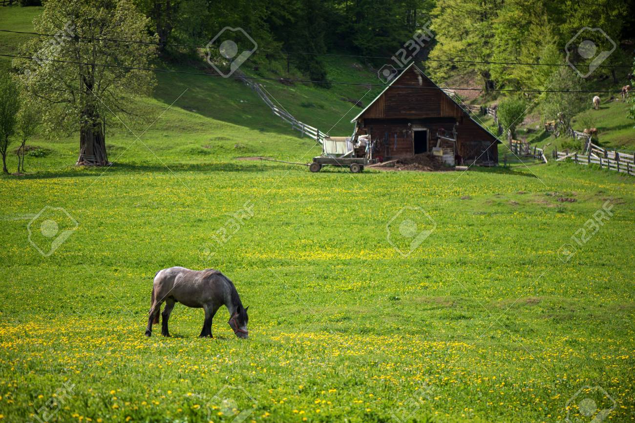 Beautiful Horses In A Meadow On Countryside Farm. Animals Grazing Grass.  Summer Landscape With Dramatic Storm Sky Background. Stock Photo, Picture  and Royalty Free Image. Image 118858908., image size:1300x867