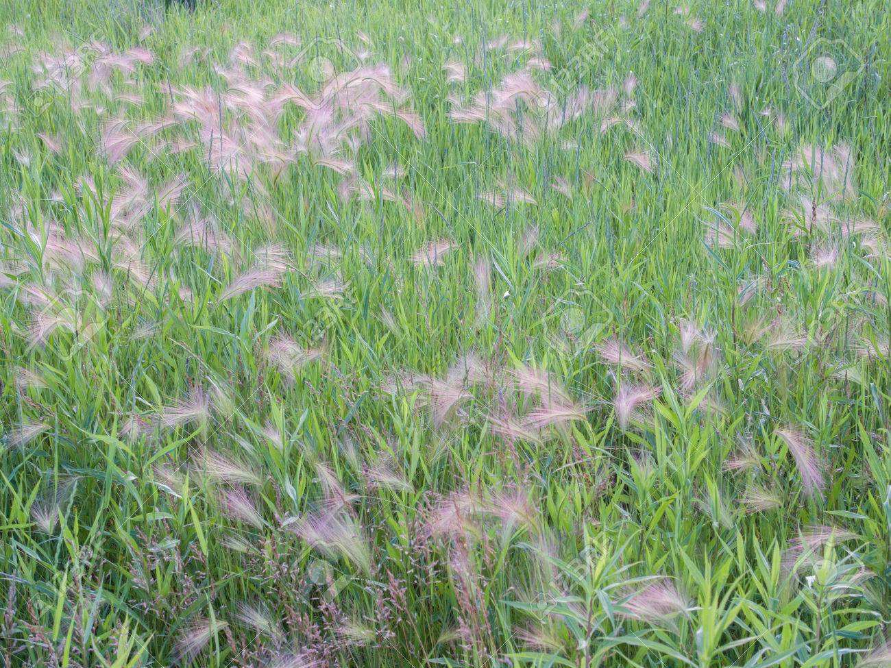 feathery growth of foxtail barely hordeum jubatum a weedy grass weedy grasses
