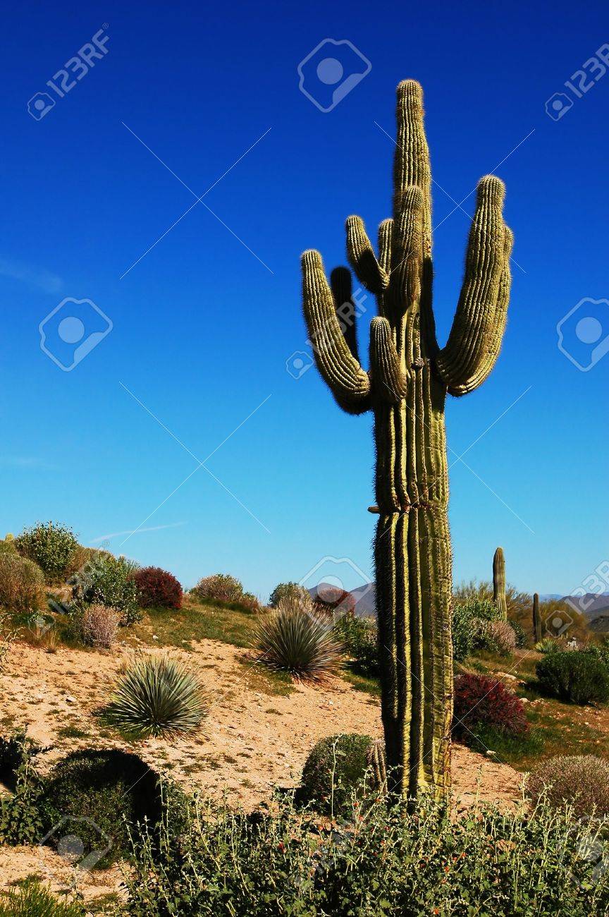 アリゾナ砂漠の乾燥サボテン の写真素材 画像素材 Image