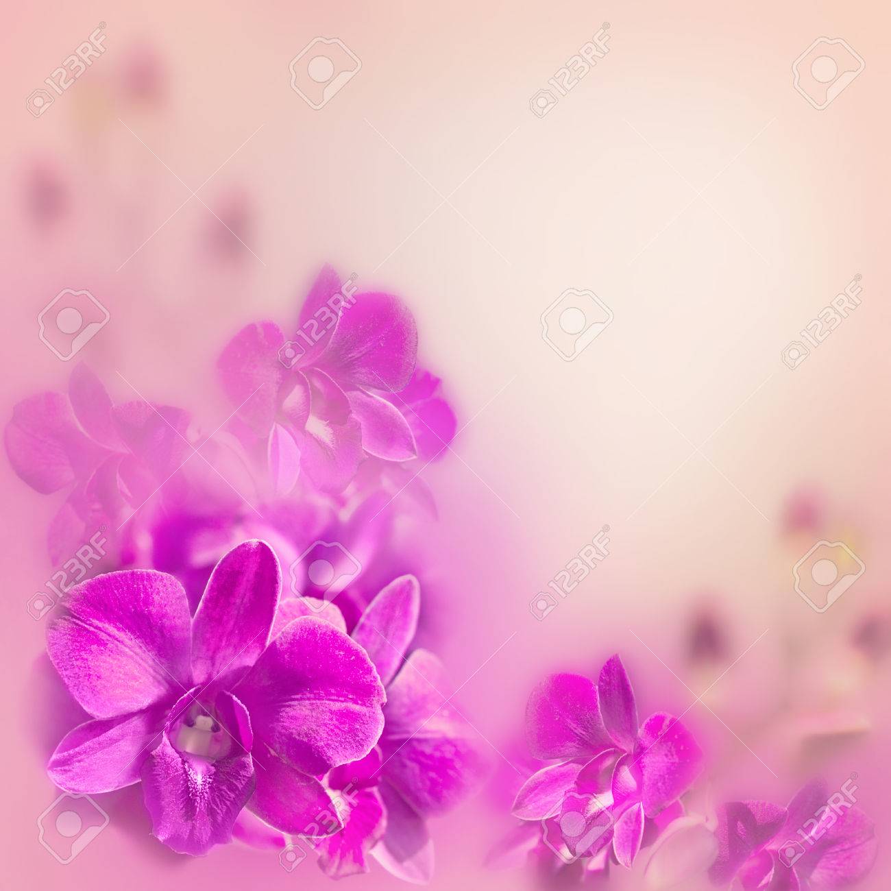 ロマンチックな花柄背景ピンクの熱帯蘭の花と の写真素材 画像素材 Image