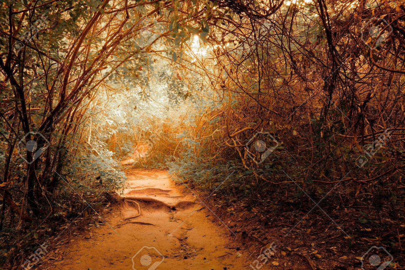 Surreal Colors Of Fantasy Landscape At Tropical Jungle Forest Stock Photo Picture And Royalty Free Image Image