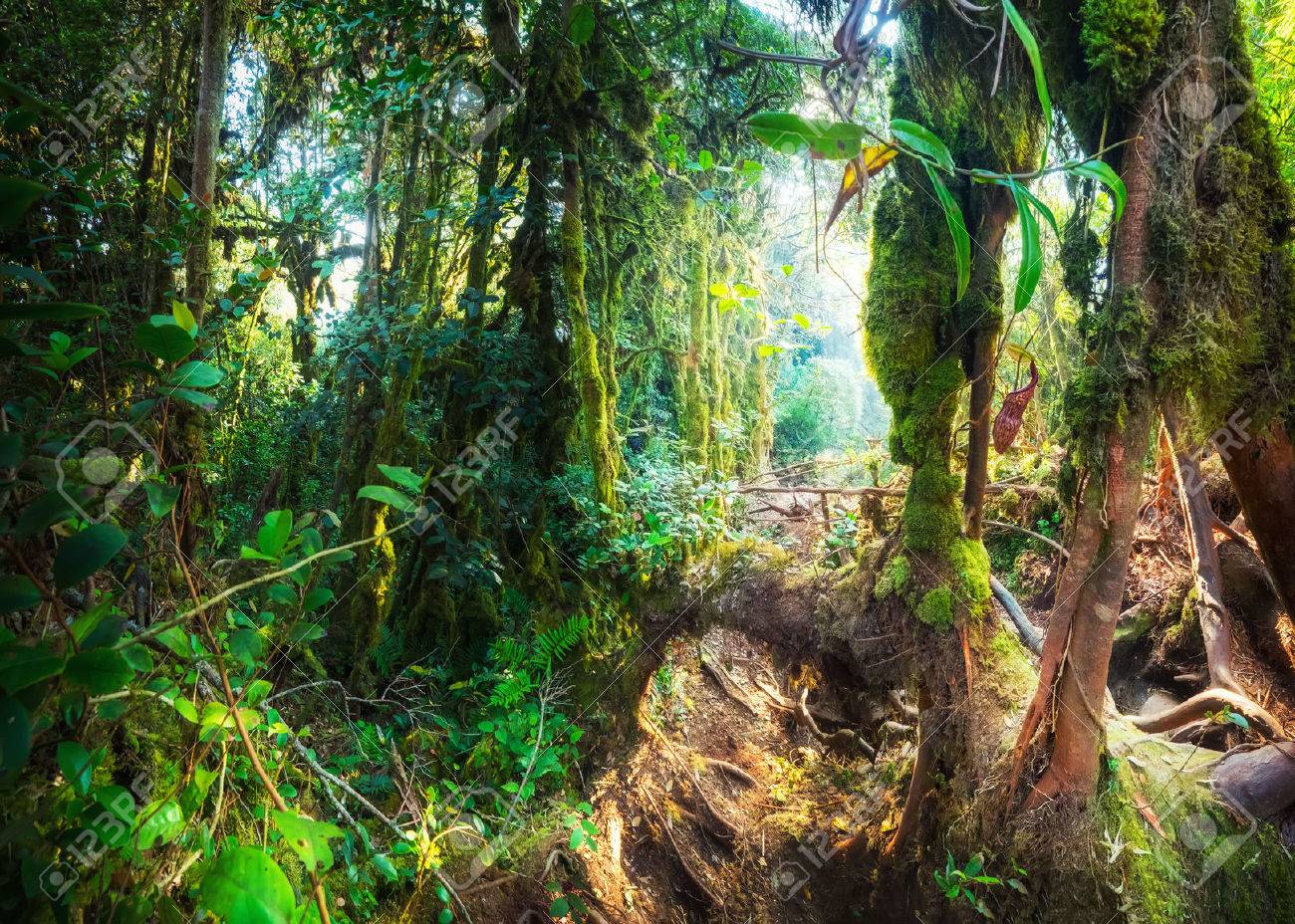 ファンタジー神秘的な熱帯苔の森素晴らしいジャングルの植物と花 神秘的な背景の自然風景 マレーシア の写真素材 画像素材 Image