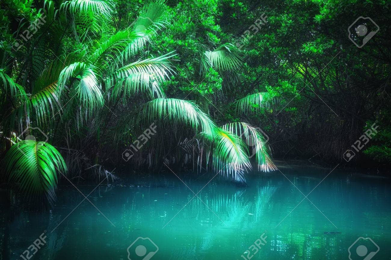 Fantasy jungle landscape of turquoise tropical lake in mangrove rain forest. Sri Lanka nature and travel destinations - 62819440 Fantasy jungle landscape of turquoise tropical lake in mangrove rain forest. Sri Lanka nature and travel destinations - 62819440