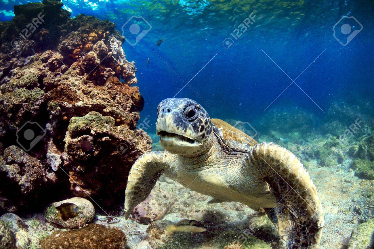 水中のガラパゴス諸島をリラックスした海カメ の写真素材 画像素材 Image 水中のガラパゴス諸島をリラックスした海カメ の写真素材 画像素材 Image