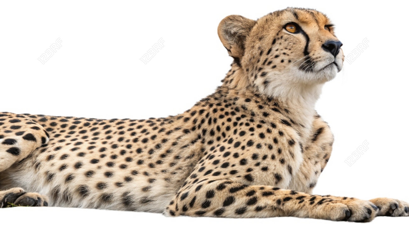 etiam-dictum-ipsum-a-felis