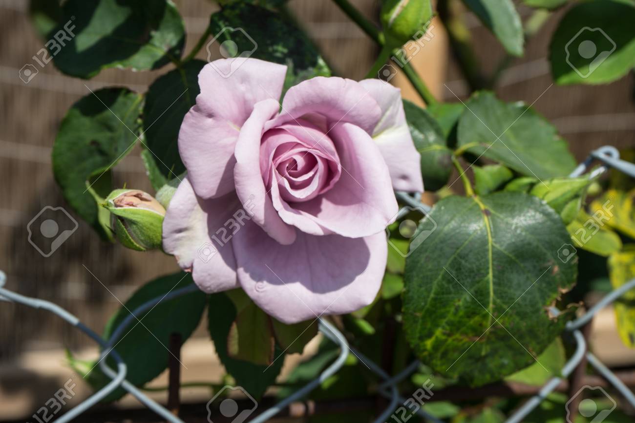 ライラック ローズは夏に咲く の写真素材 画像素材 Image