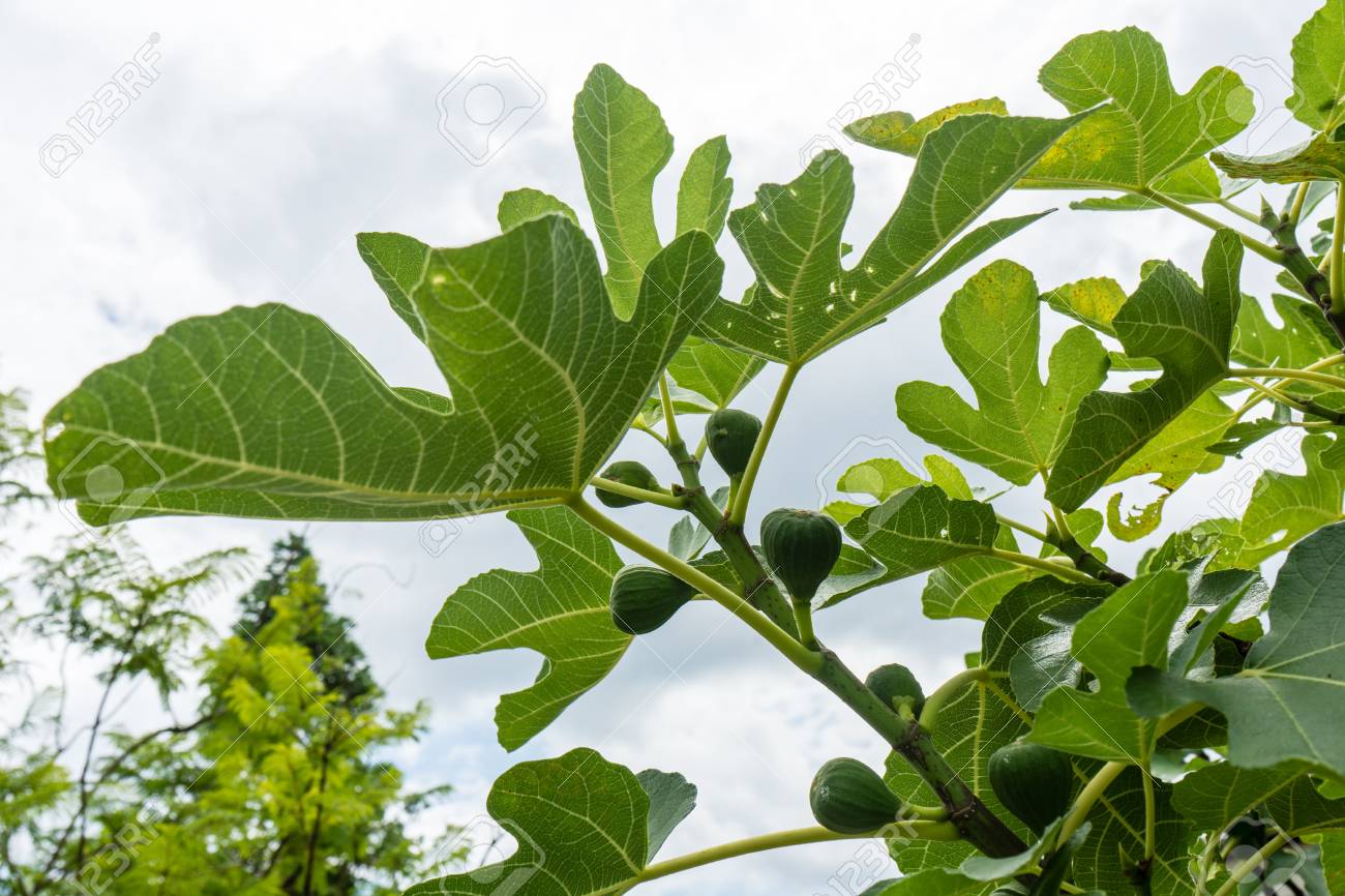 空を背景に夏のクローズ アップを植物の木に熟したイチジク クワ科 の写真素材 画像素材 Image 空を背景に夏のクローズ アップを植物の木に熟したイチジク クワ科 の写真素材 画像素材 Image
