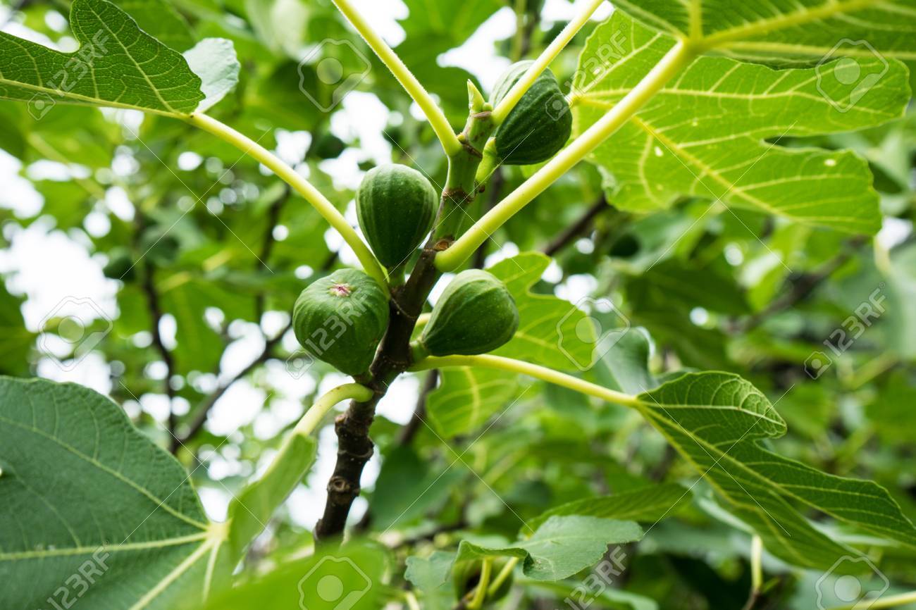 空を背景に夏のクローズ アップを植物の木に熟したイチジク クワ科 の写真素材 画像素材 Image 空を背景に夏のクローズ アップを植物の木に熟したイチジク クワ科 の写真素材 画像素材 Image