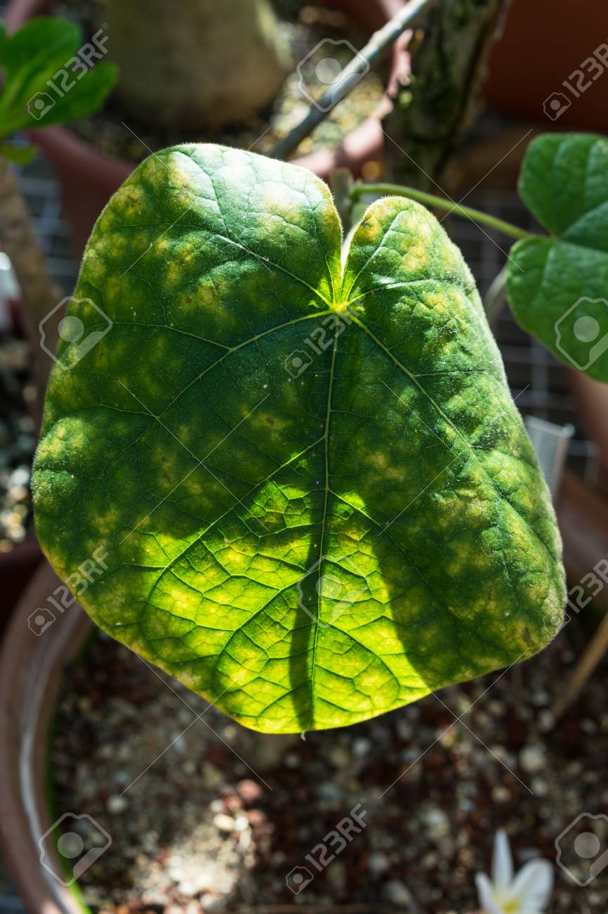 chasmanthera dependens