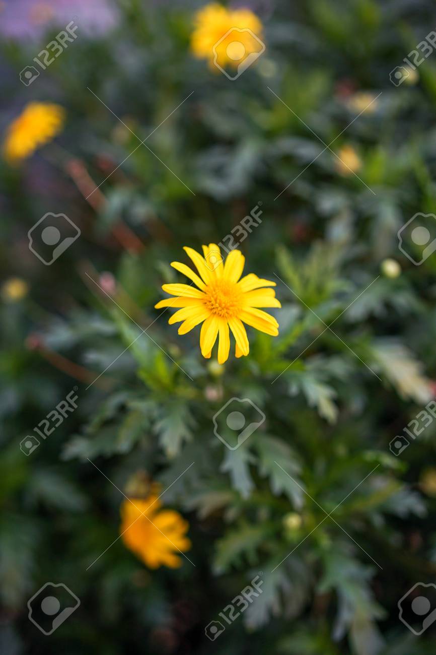 etiam-dictum-ipsum-a-felis