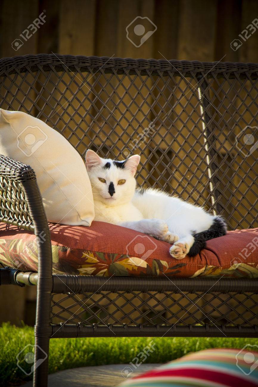 Chat Sauvage Noir Et Blanc Pour Les Cheveux Courts Errant Posé Sur Le Canapé