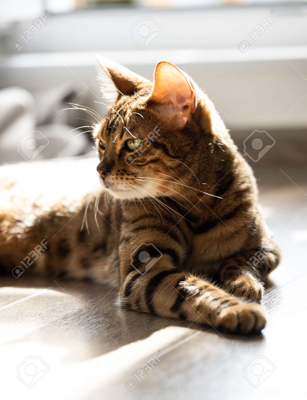 etiam-dictum-ipsum-a-felis