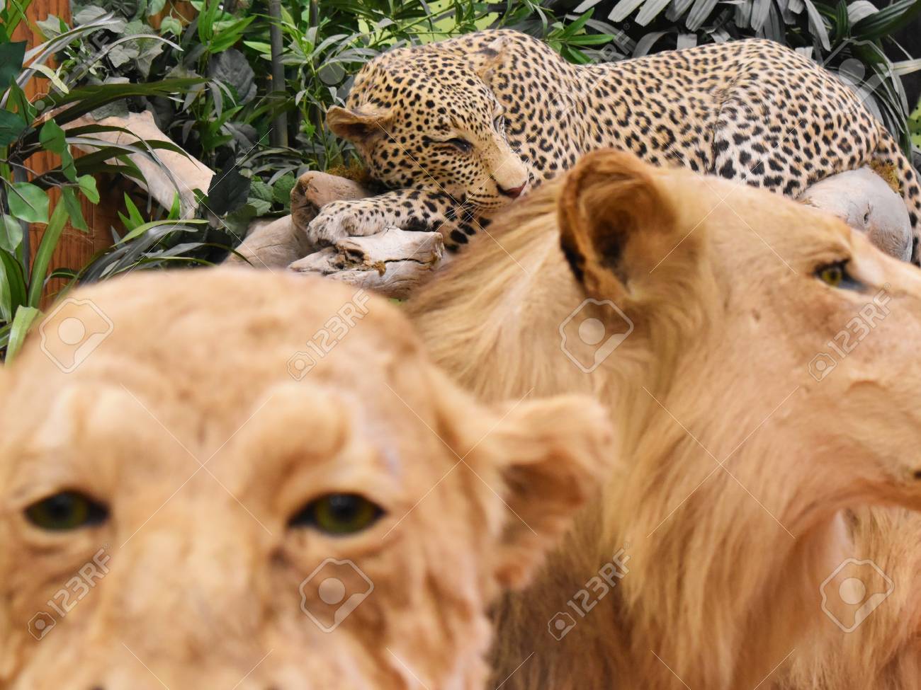 etiam-dictum-ipsum-a-felis