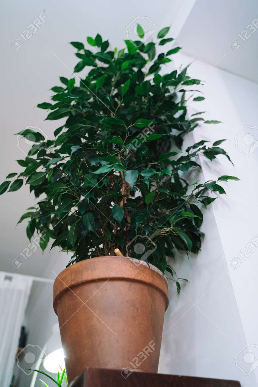 etiam-dictum-ipsum-a-felis