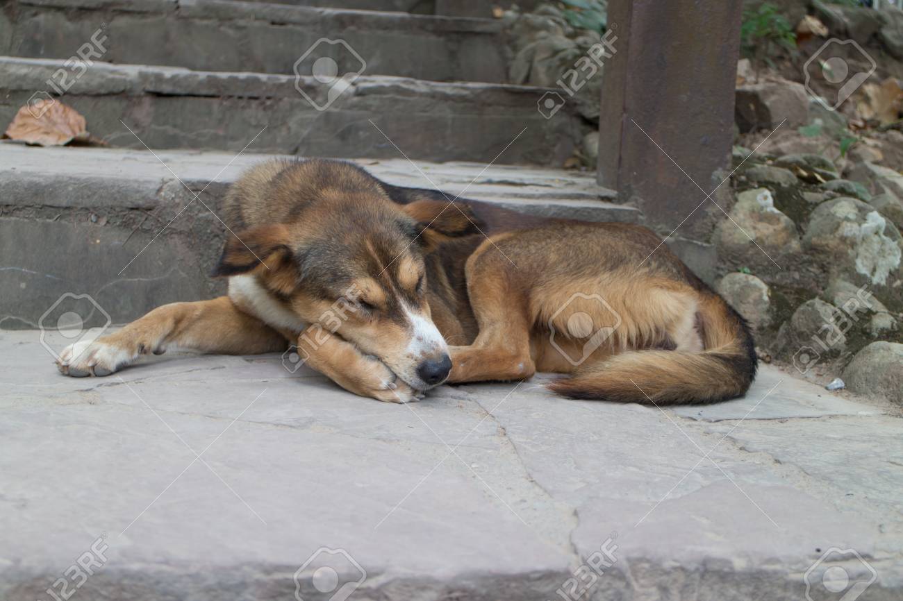 can dogs sleep alone