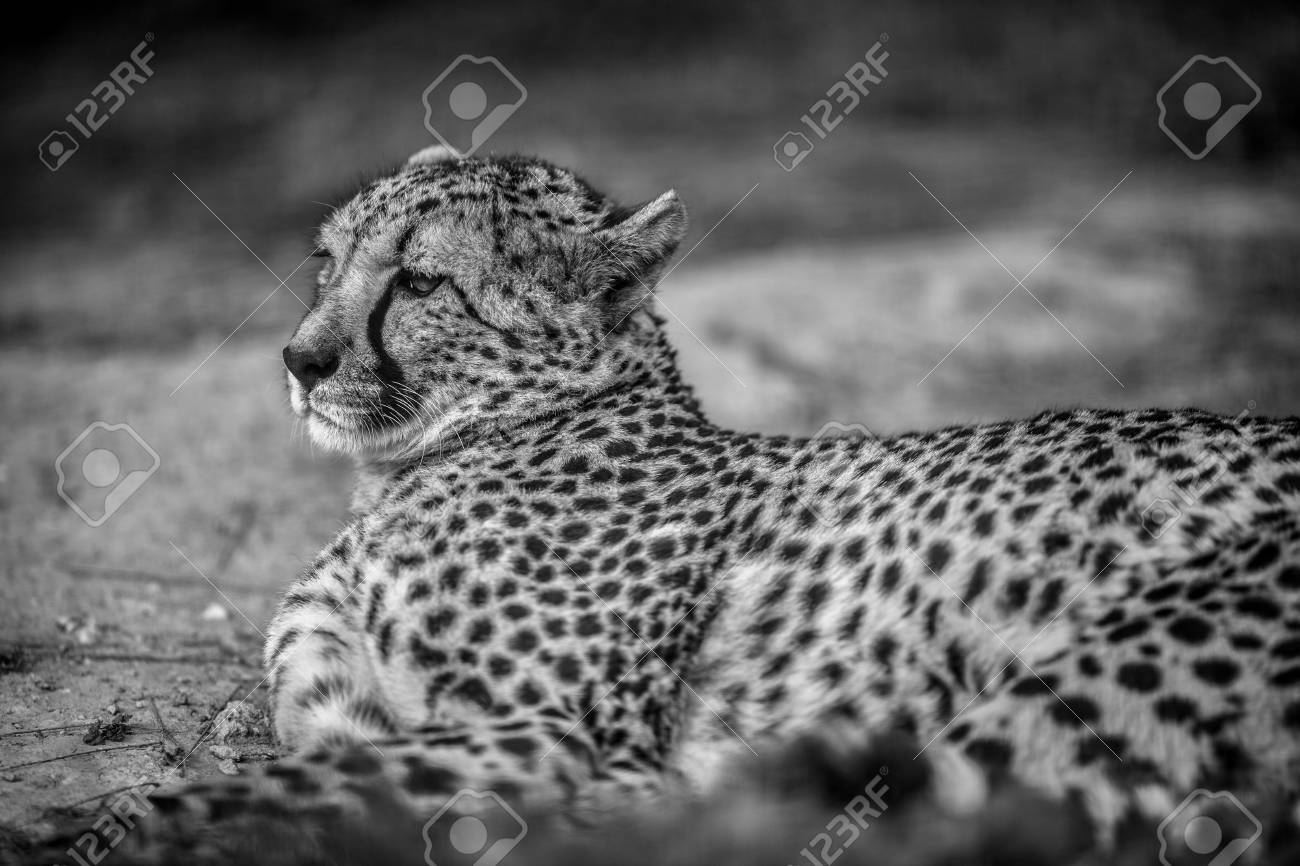 Fashion style Photography cheetah black and white for girls Fashion week Photography cheetah black and white for woman