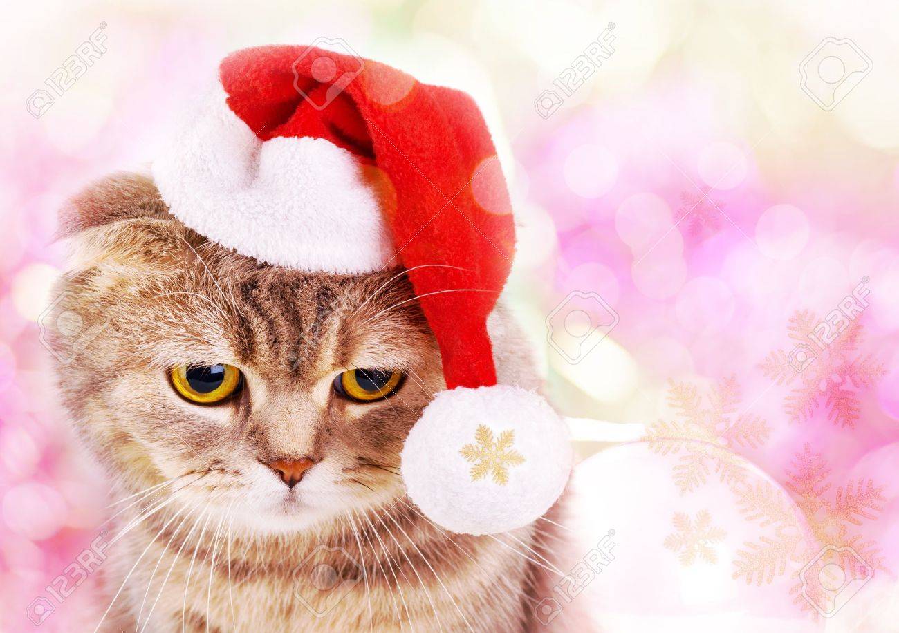 cute christmas cat in santa claus hat on colorful background stock