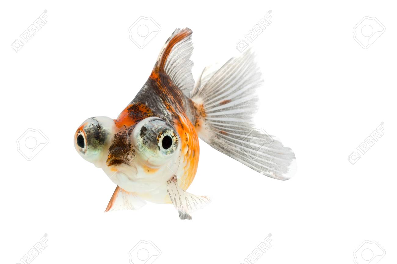 Calico Telescope-eyes Goldfish Stock Photo, Picture and Royalty Free Image.  Image 56741244.