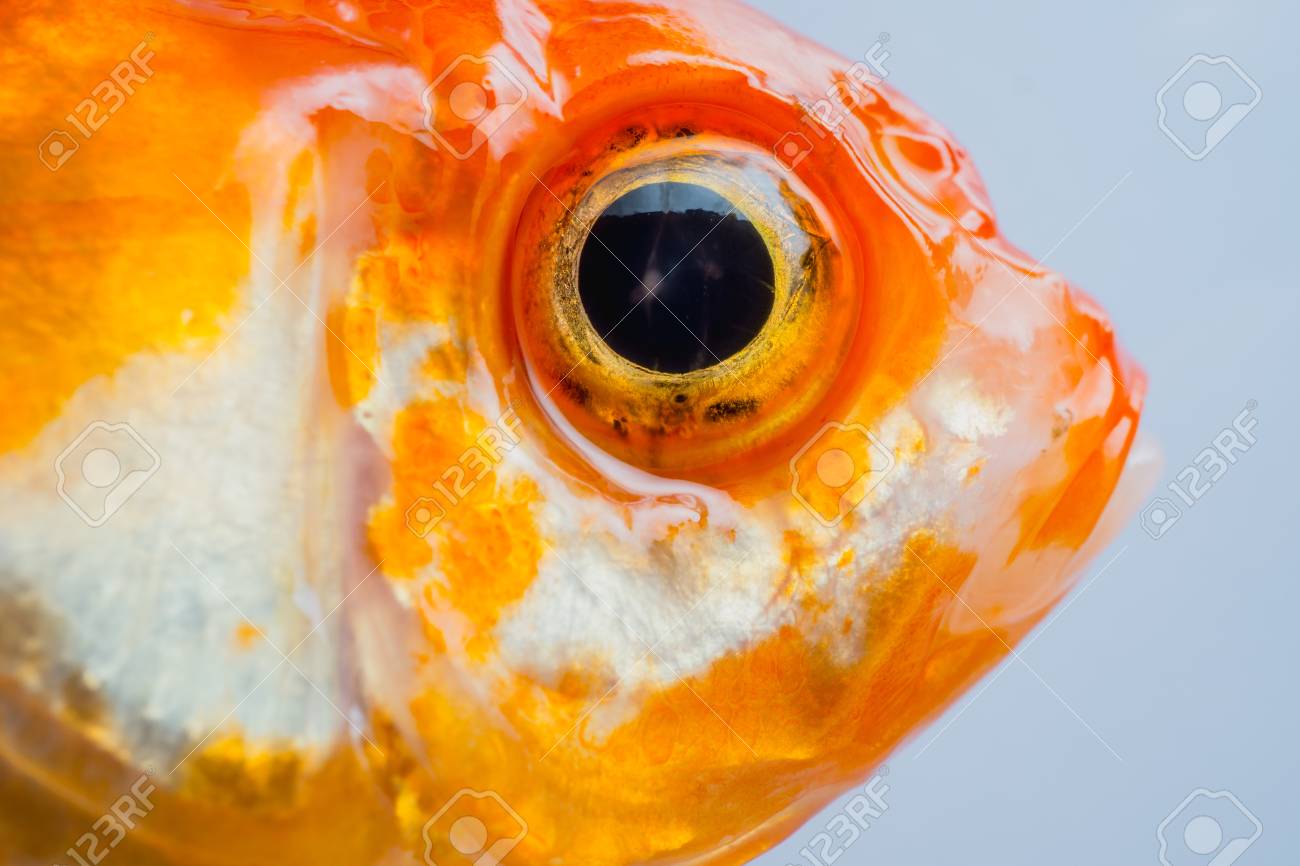 goldfish eye