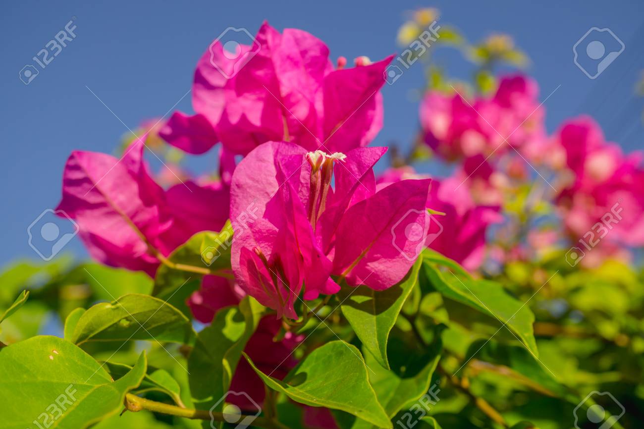 close up of pink paper flower bougainvillea glabra stock photo paper flower bougainvillea