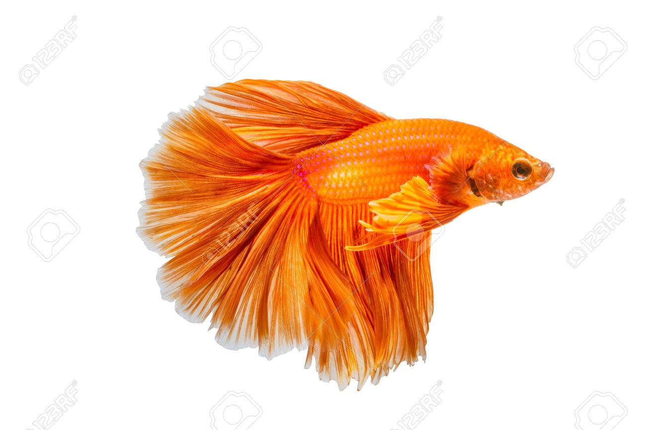 orange betta fish