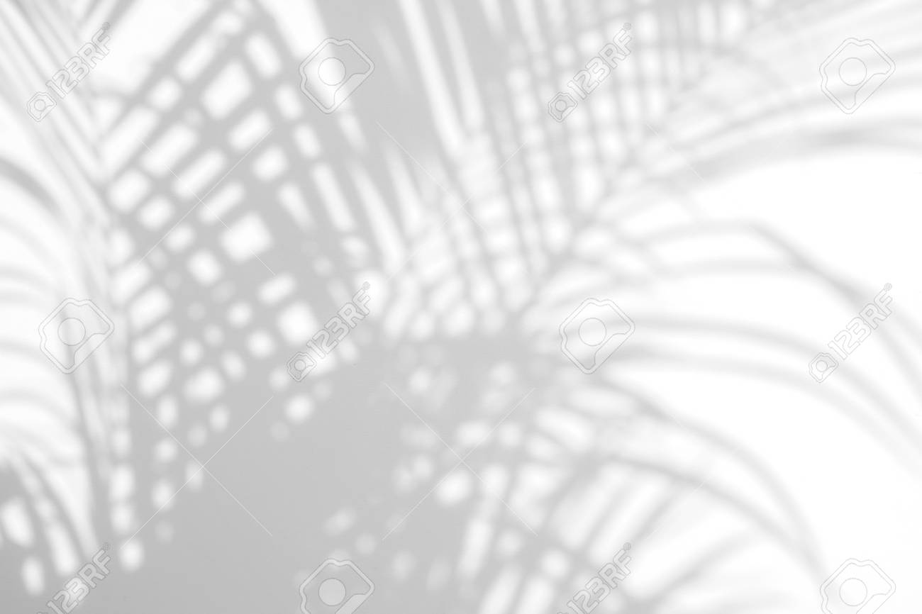 Shadow Palm Leaves On Wall. White 