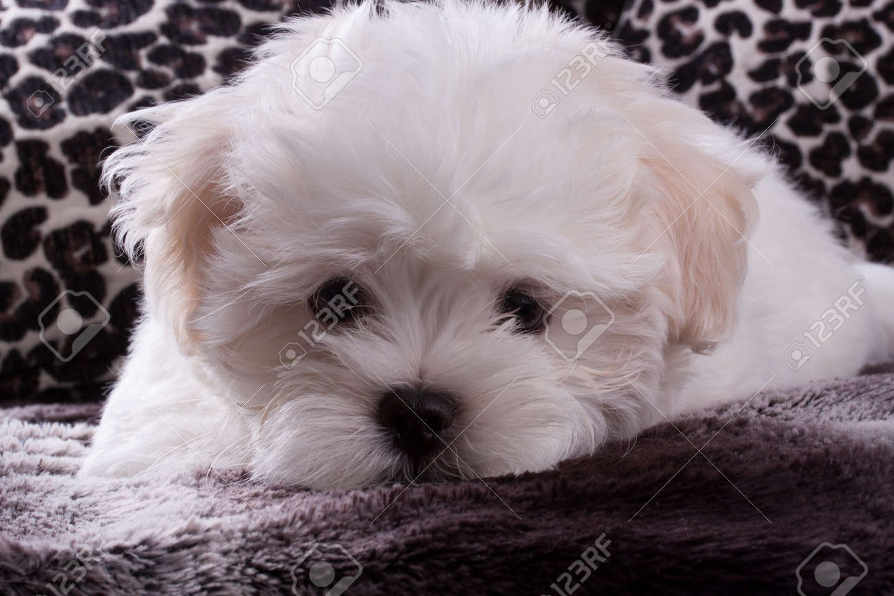 white shih tzu dog