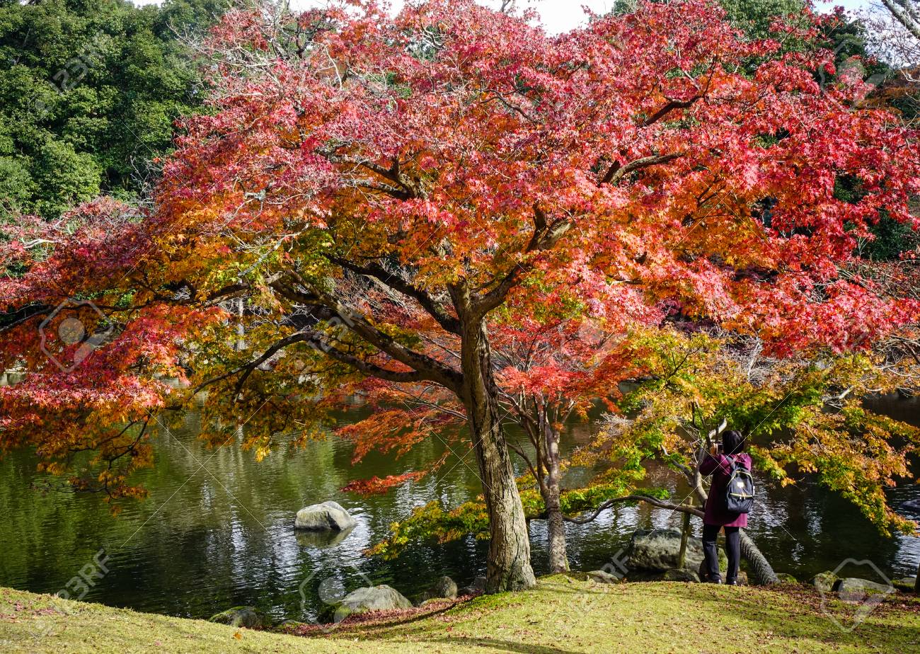 Red Maple Trees With Pond At The City Park In Nara Japan Nara Was The Capital Of Japan From 710 To 794 Lending Its Name To The Nara Period Stock Photo Picture