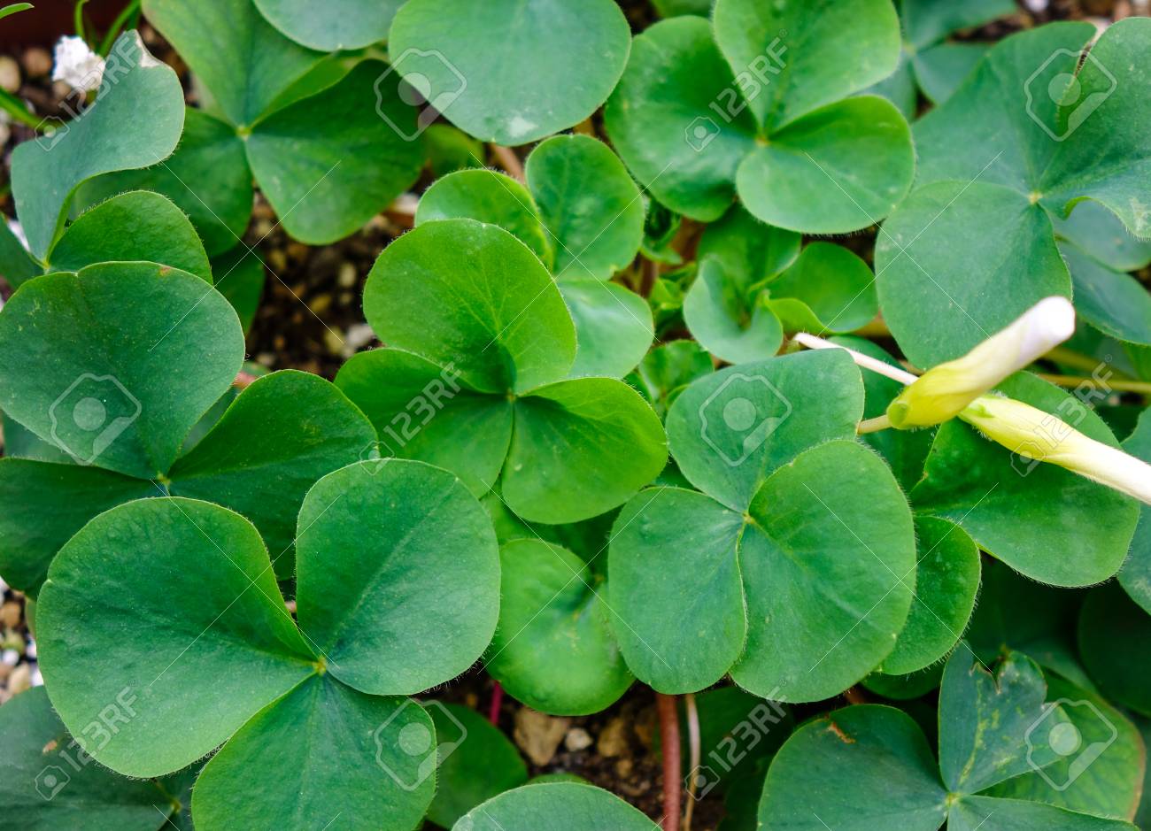 春のガーデンで Trifolieae クローバー 植物 クローズ アップ の写真素材 画像素材 Image