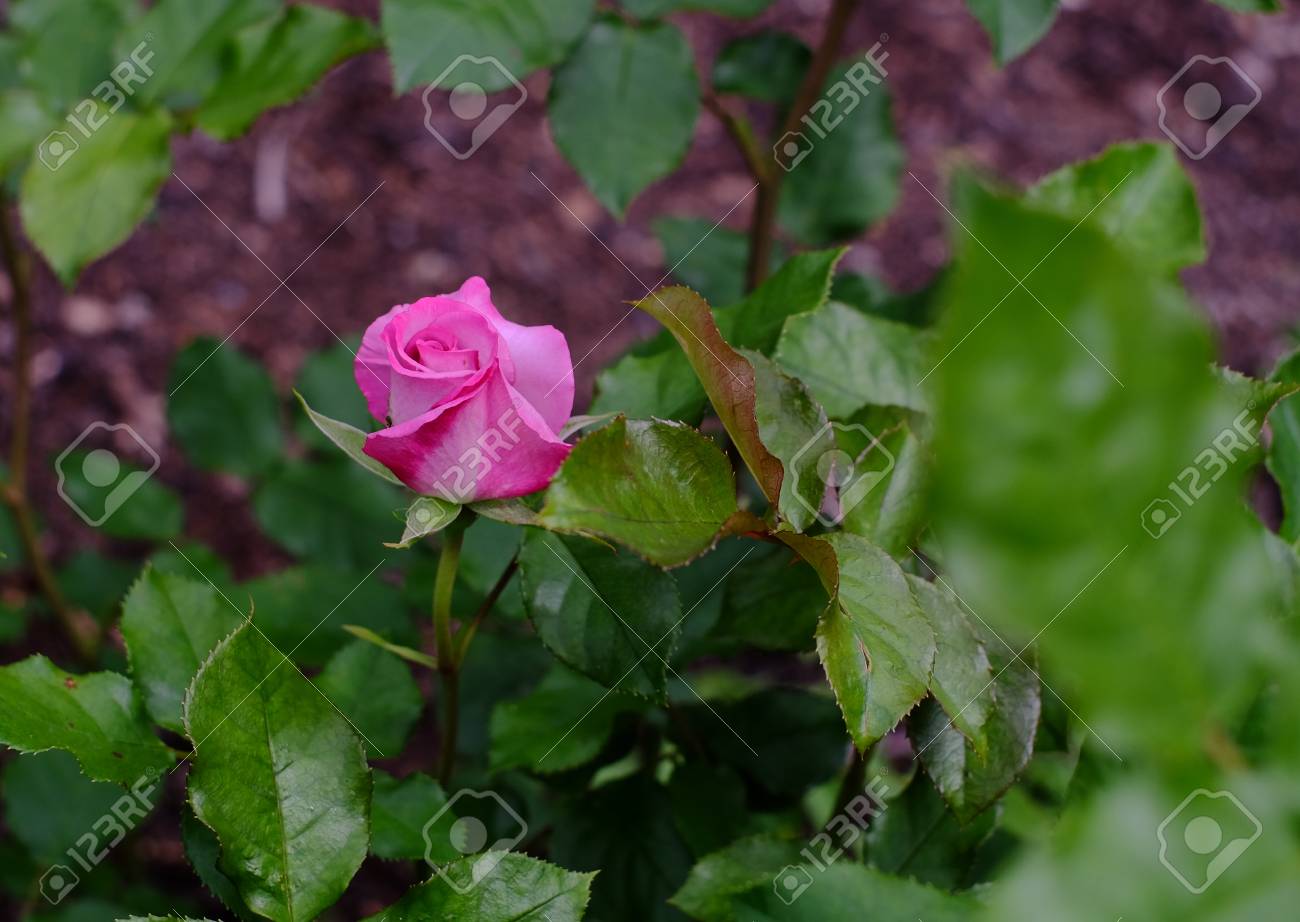 Une Rose Rose Qui Fleurit Au Parc De La Ville De Christchurch En Nouvelle Zélande